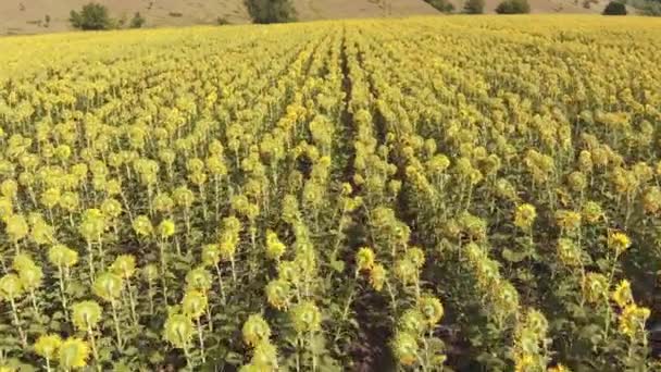Luchtfoto drone weergave van zonnebloemen veld. Rijen zonnebloemen op een heuvel — Stockvideo