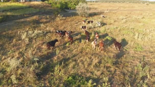 Widok lotniczy stada krów pastwiska w ukraińskiej wsi na wsi — Wideo stockowe