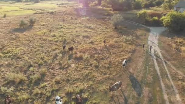 Vue aérienne d'un troupeau de vaches broutant dans le village ukrainien à la campagne — Video