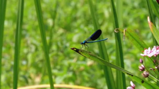 Libélula con alas azules sentada en una rama sobre un fondo del río — Vídeos de Stock