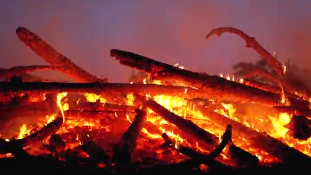 Big Campfire of the Logs Burns at Night in the Forest — Stock Video