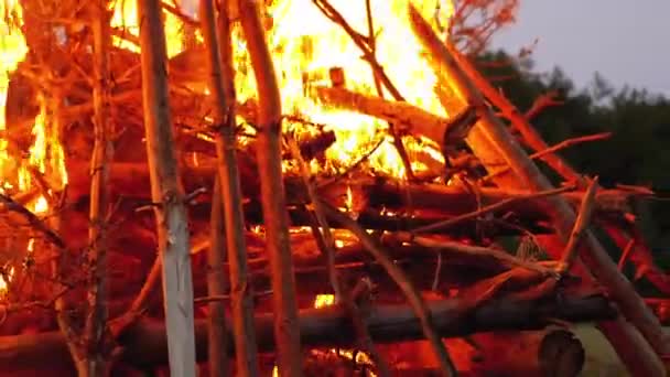 Grande fogueira dos troncos queima à noite na floresta — Vídeo de Stock