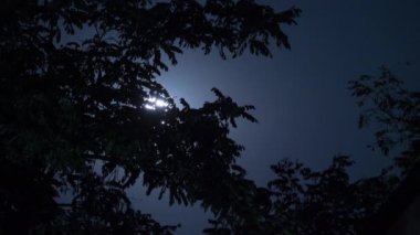 Dolunay Ağaçlar ve Kara Bulutlar ile Gece Gökyüzünde Taşır. Timelapse