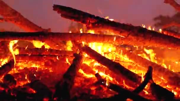森林中夜间燃烧的原木大篝火 — 图库视频影像