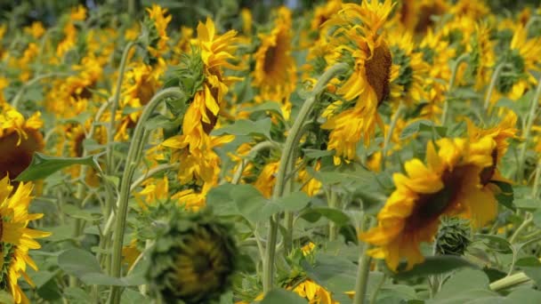 Zonnebloemen in het veld wuivende in de wind. Prachtige velden in de zomer — Stockvideo