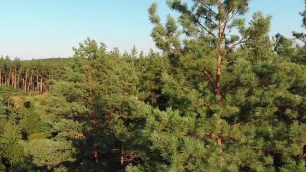 Bosque de pinos, vista aérea con dron. Vista superior en el parque de madera de pino en los árboles forestales . — Vídeos de Stock