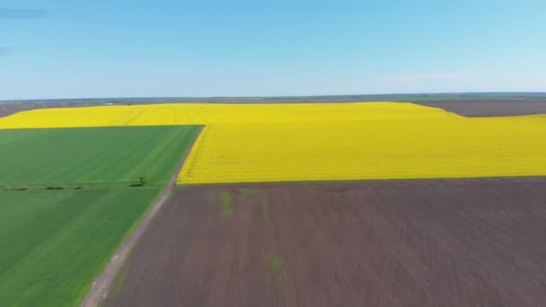 Aerial Drone syn på gult raps fält. Skörd blommar gula blommor raps oljefrö. — Stockvideo