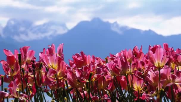 Montreux Embankment 'te Alp Dağları ve Cenevre Gölü' ne karşı çiçekler. İsviçre — Stok video