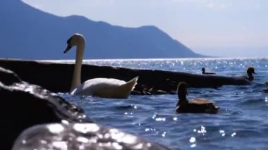 Büyük Beyaz Kuğu ve Ördekler Mavi Su ile Clear Mountain Gölü'nde yüzmek. İsviçre