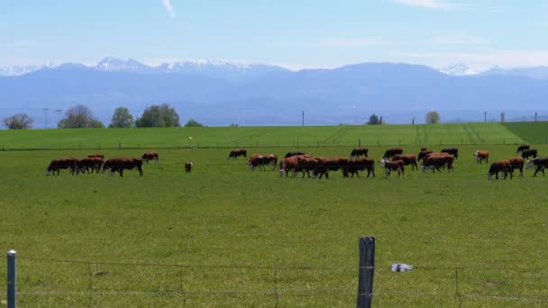 Kudde koeien grazen in een weide bij de boerderij op de achtergrond van de Zwitserse Alpen — Stockvideo