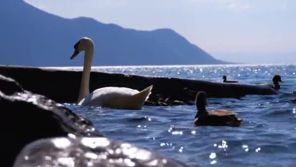 Τεράστιος λευκός κύκνος και πάπιες κολυμπούν σε μια καθαρή λίμνη βουνού με μπλε νερό. Ελβετία — Αρχείο Βίντεο