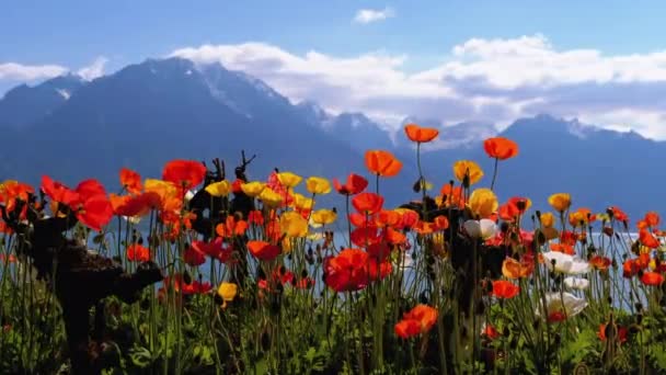Färgglada vallmo mot alpina berg och Genèvesjön i Schweiz. Embankment i Montreux. — Stockvideo
