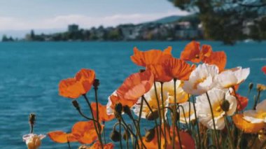 Renkli Haşhaş Cenevre Gölü ve Mountain Hills İsviçre, Montreux karşı Blooming.