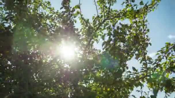 Slunce a mraky se pohybují na obloze skrz větve stromu se zelenými listy. Timelapse. — Stock video