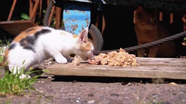 Homeless Wild Tricolor Kitten Comer carne en la calle en el vertedero. Alimentación de animales callejeros — Vídeos de Stock