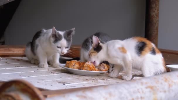 Hajléktalan kicsi macskák vagy pusztaság cica étkezési hús az utcán-on hulladéklerakó — Stock videók