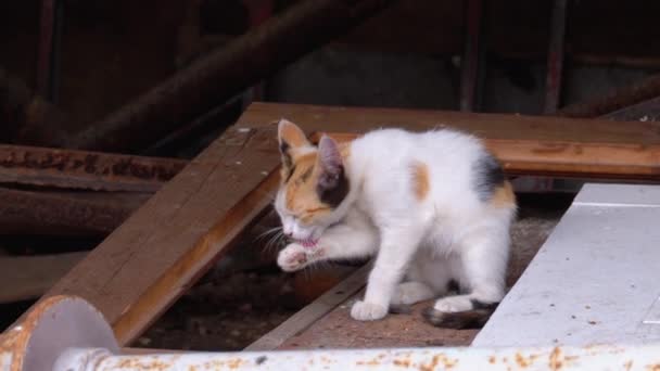 Hemlösa flerfärgade vild kattunge tvättning på en deponi. 3-4 månad gamla kattungar på papperskorgen — Stockvideo