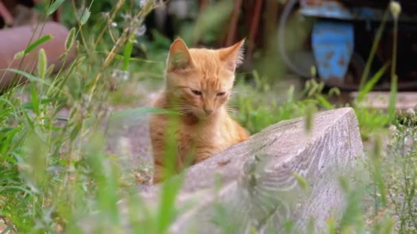 Gatito rojo salvaje sin hogar jugando en un vertedero en el patio trasero en la basura — Vídeos de Stock