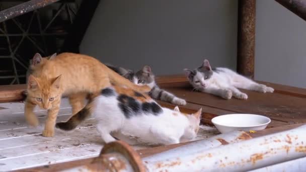 Seis gatitos salvajes están en un vertedero. Gatitos de 3-4 meses multicolores en la basura — Vídeos de Stock