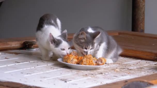 Obdachlose kleine Katzen oder wilde Kätzchen, die auf der Straße auf Mülldeponien Fleisch essen — Stockvideo