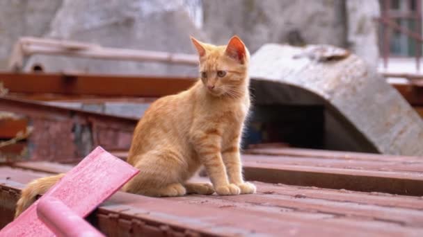 Dakloze wilde rode kitten zitten op een stortplaats in de achtertuin op de Prullenbak. — Stockvideo