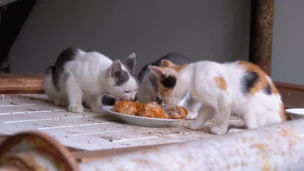 Petits chats sans abri ou chatons sauvages qui mangent de la viande dans la rue à la décharge — Video