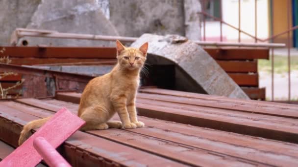 Dakloze wilde rode kitten zitten op een stortplaats in de achtertuin op de Prullenbak. — Stockvideo