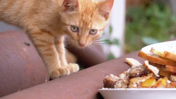 Gatito rojo salvaje sin hogar comiendo carne en la calle en el vertedero. Alimentación de animales callejeros — Vídeos de Stock