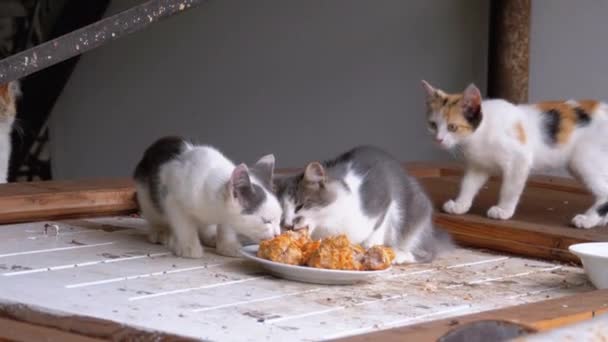 매립지에서 거리에서 고기를 먹는 노숙자 작은 고양이 또는 야생 새끼 고양이 — 비디오