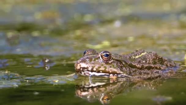 Grön groda i älven. Närbild. Porträtt ansikte Toad i vatten med vattenväxter — Stockvideo