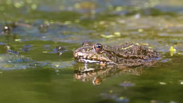 Zielona żaba w rzece. Zbliżenie. Portret twarzy ropucha w wodzie z roślinami wodnymi — Wideo stockowe