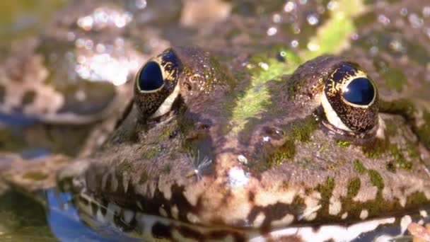 Grüner Frosch im Fluss. Nahaufnahme. Makroporträtgesicht der Kröte im Wasser mit Wasserpflanzen — Stockvideo