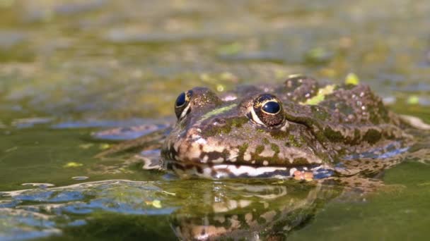 Grenouille verte dans la rivière. Gros plan. Portrait Visage de crapaud dans l'eau avec des plantes aquatiques — Video