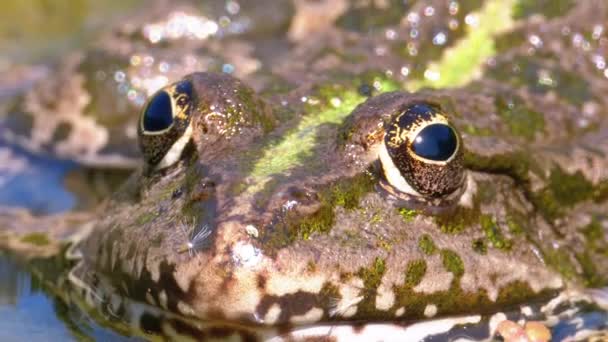 Зеленая лягушка в реке. Крупный план. Портрет жабы в воде с водяными растениями — стоковое видео