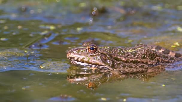 강에서 녹색 개구리입니다. 클로즈업. 물 식물과 물에 두드의 초상화 얼굴 — 비디오