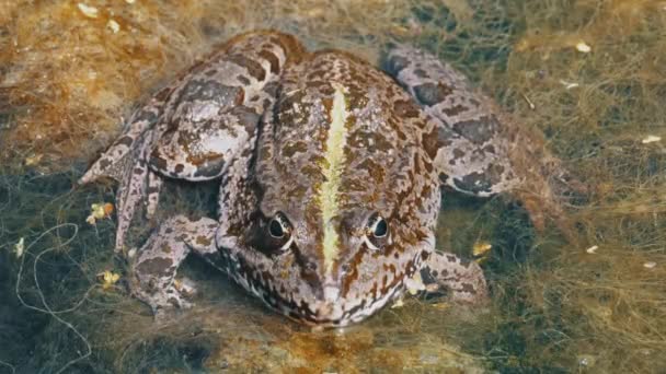 Rana Verde en el Río. Primer plano. Rostro retrato de sapo en agua con plantas de agua — Vídeos de Stock