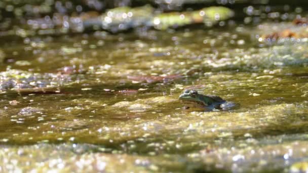 Rana Verde nel fiume. Primo piano. Ritratto volto di rospo in acqua con piante acquatiche — Video Stock