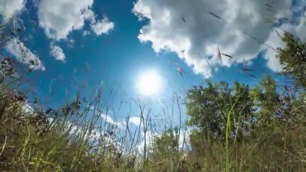 Spodní pohled na pohyblivé mraky v modrém nebi nad krajinná pole se stromy. Timelapse. — Stock video