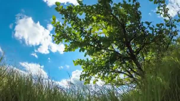 나무가 있는 가로 필드 위의 푸른 하늘에서 구름을 움직이는 아래쪽 보기입니다. Timelapse. — 비디오