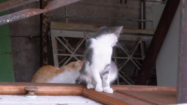 Vier wilde Kätzchen befinden sich auf einer Mülldeponie. Bunte 3-4 Monate alte Kätzchen auf dem Müll — Stockvideo