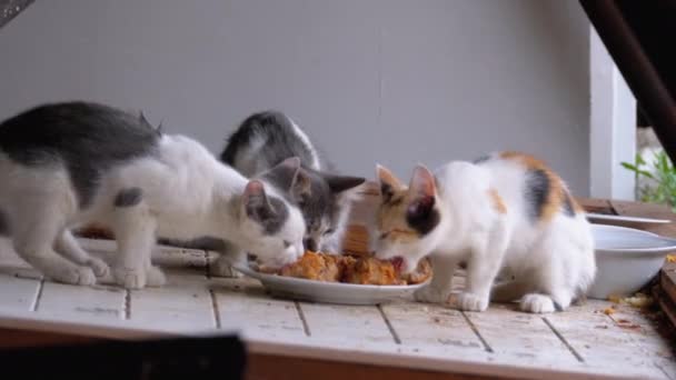 Obdachlose kleine Katzen oder wilde Kätzchen, die auf der Straße auf Mülldeponien Fleisch essen — Stockvideo