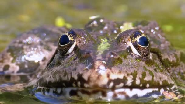 Zelená Žabka v řece. Close-up. Makro na výšku tvář ropucha ve vodě s vodními rostlinami — Stock video