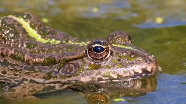 Zelená Žabka v řece. Close-up. Portrét obličeje z ropucha ve vodě s vodními rostlinami — Stock video