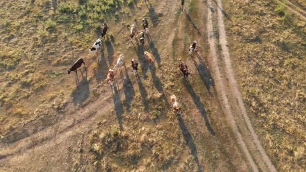 Luchtfoto van een kudde koeien grazen in het Oekraïense dorp op het platteland — Stockvideo