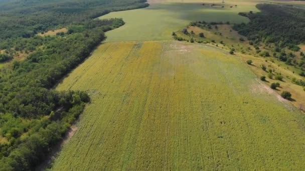 Drohnen-Ansicht des Sonnenblumenfeldes. Sonnenblumenreihen auf einem Hügel — Stockvideo