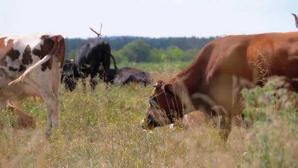 Стадо коров пасутся на лугу. Летний день — стоковое видео