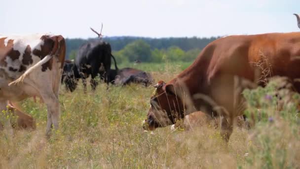 Kudde koeien grazen in de weide. Zomerdag — Stockvideo