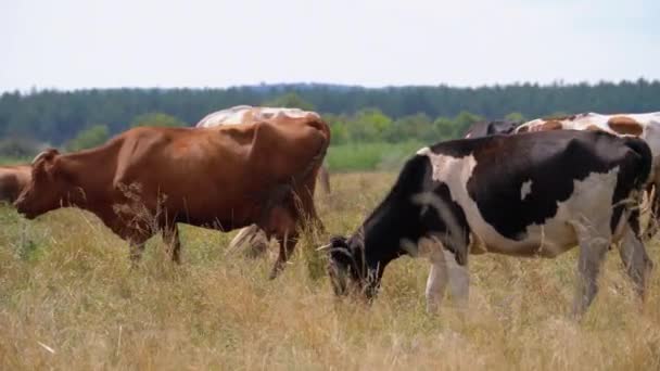 La mandria di mucche brucia nel prato. Giornata estiva — Video Stock