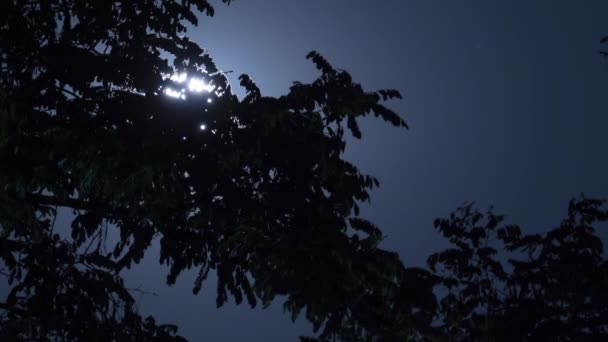 보름달은 나무와 어두운 구름을 통해 밤 하늘에서 이동합니다. Timelapse — 비디오