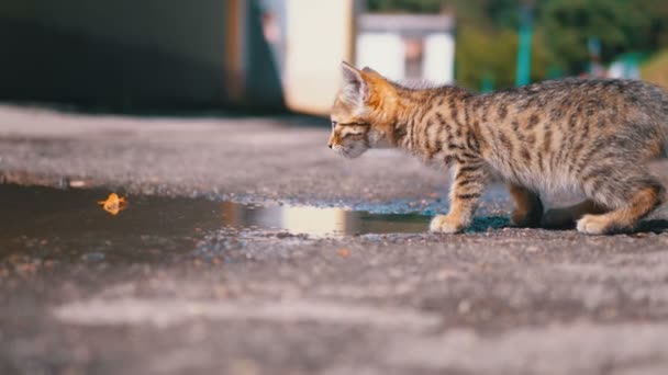 ホームレスの灰色の子猫は、水たまりの近くの通りを歩いています。スローモーション. — ストック動画